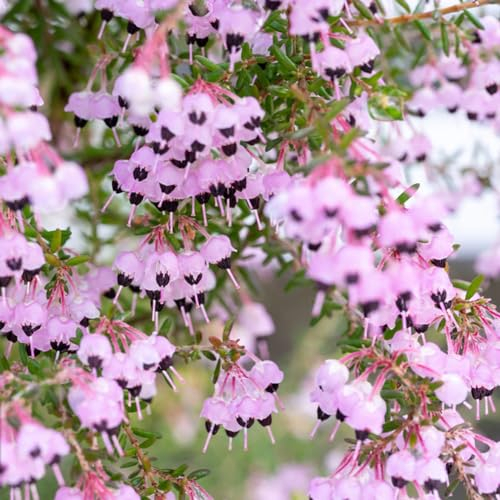 300 Pcs Heidekraut Samen - Winterharte Pflanzen Für Garten, Pflanzen Garten (Calluna Vulgaris) Exotische Pflanzen Samen, Winterharte Blumen Wildkräuter Samen Samen Winterhart, Blumensamen