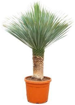 Palmlilie Yucca Rostrata – Zimmerpflanze 170cm – Ø55cm – Winterhart – Pflegeleichte, exotische Solitärpflanze