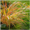 10 x Hakonechloa macra 'Nicolas' im 1 Liter Topf (Ziergras/Gräser/Staude/Winterhart/Bodendecker/Mehrjährig) Japanisches Berggras - holen Sie sich Japanfeeling in ihren Garten - von Stauden Gänge
