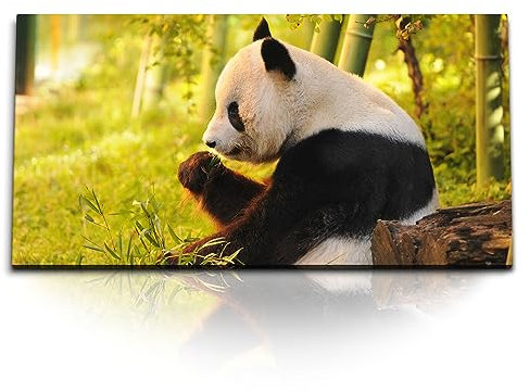 Kunstdruck Bilder 120x60cm Panda Pandabär Bambus Tierfotografie Asien