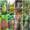 30 pcs Ananas pflanze samen - baumsamen dachbegrünung bohnenkraut pflanze dekoration wohnzimmer winterharte balkonpflanzen exotische früchte topfpflanzen draußen winterhart obstbäume