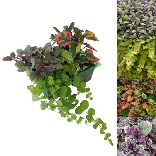 Carbeth Plants - 2 x Packs Fiery Delight Patio Mix - Hardy Garden Ready Outdoor Perennial Rockery Shrubs - UK Grown Alpine Foliage Plants
