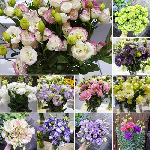 1000pcs graines de fleurs de lisianthus, fleurs doubles grandiflorum, faciles à cultiver, haute germination, idéales pour bouquets et jardins (Mixed Style)