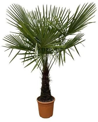 Hanfpalme – Trachycarpus 180cm – Ø30cm – Immergrüne Palme mit fächerförmigen Blättern – Exotische Kübelpflanze für Garten, Terrasse, Balkon & Innenbereich – Pflegeleicht