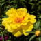 Moss Rose- Portulaca Grandiflora- Gelb- 200 Samen