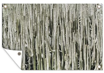 MuchoWow Outdoor-Poster Poster Wanddeko draußen Deko Garten Gartenposter 90x60 cm Kaktus - Natur - Sukkulenten