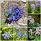 50 pz Semi di speronella, semi di piante esotiche, semi biologici (Corydalis solida) letto di erbe per la cucina, semi di piante giardino regalo, regalo giardino di erbe aromatiche