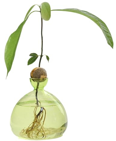 d'avocat - Vase en Verre de Culture - 14 x 14 cm - Transparent - pour l'intérieur et l'extérieur