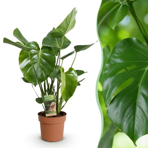 Monstera Deliciosa - Plante en trou - Peu d'entretien - Vert - 50-55cm - Ø17cm - Plante d'intérieur - Vert persistant
