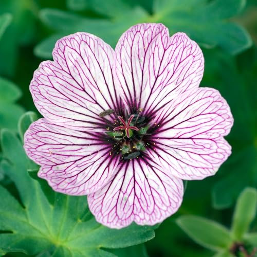 Geranium Ballerina - Hardy Perennial Flowering Compact Garden Plant for Borders, Rockeries, and Ground Cover - Low Maintenance Outdoor Plant - Ideal for UK Gardens (9 cm Pot, 10-20 cm)