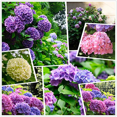 Grandi semi di ortensia Fiori che cambiano colore Multicolore (30 g) Fiori a quattro stagioni Nano da giardino all'aperto