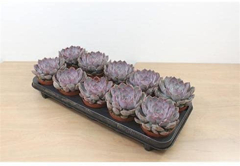 Echeveria Summer Succulent Plant in a 8.5cm Pot x 1