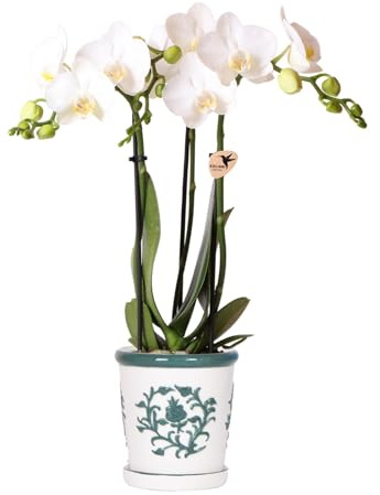 Kolibri Orchids weiße Phalaenopsis Orchidee Amabilis + Malaga Ziertopf grün - Topfgröße 9cm