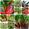 rhabarber samen, gemüsesamen winterharte pflanzen für garten gemüsebeet, zimmerpflanzen rhabarbarum, Gemüsegarten saatgut exotische pflanzen rabarberpflanze mehrjährig rot, Biosaatgut 150pcs