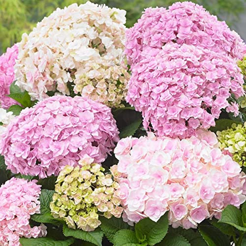 Hydrangea macrophylla Doppio Nuvola - Hydrangea - Plant in 12 cm Pot