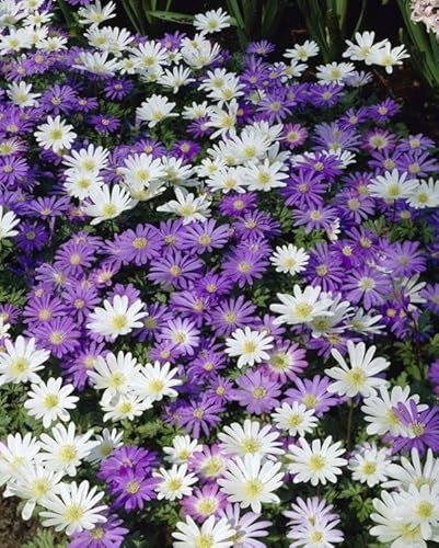 Anemone Blanda Mixed Colours Bulbs 5/6cm, Spring Flowering,X25 Flowers Bulbs, Ready for Planting Now