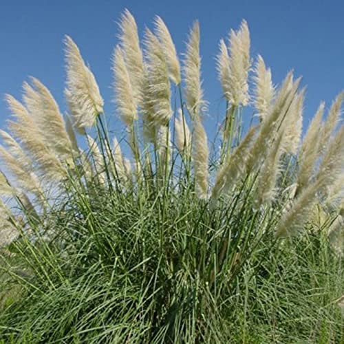 Cortaderia Selloana mit weisse Wedel. winterhartes Pampasgras im großen 3 Liter Topf