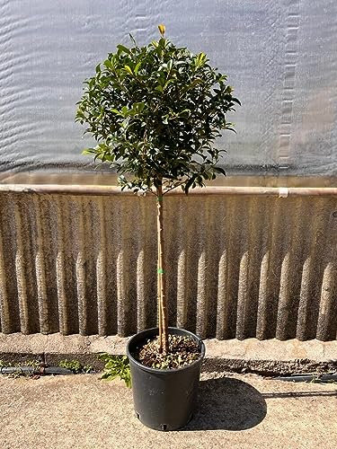 Eugenia Alberetto, ornamentale, foto reali. Decorazioni ingresso, giardino. vs24