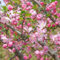 30 pcs begonie zimmerpflanze samen - nachhaltige geschenke für frauen,Malus spectabilis,begonia begonien pflanzenkübel bienenweide saatgut dekoration wohnzimmer büropflanzen