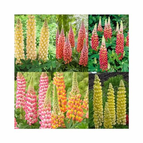 Lupin West Country Collection - 6 Established 9cm Plants, Excellent Cut Flowers. Perennial Plants Ready for Garden/Patio/Balcony.