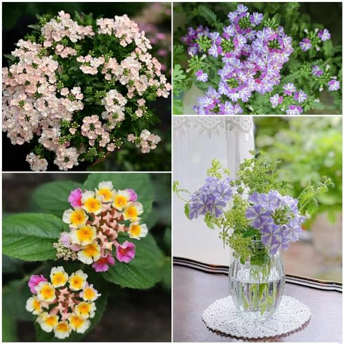 500 pcs eisenkraut samen blumensamen gastgeschenk samen wildblumensamen pflanzen garten winterharte stauden balkonpflanzen winterhart samen blumen bio saatgut blumensamen mehrjährig