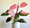Nuovi semi freschi di Monstera rosa da 50 pezzi