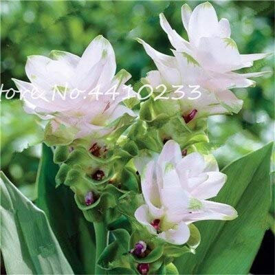 Sumpf frisch 100 Stück Curcuma Blumensamen zum Pflanzen weiß