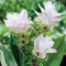 Sumpf frisch 100 Stück Curcuma Blumensamen zum Pflanzen weiß
