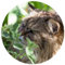 Echte Katzenminze/Catnip/Nepeta cataria/Heilpflanze für Mensch und Tier / 30 Samen