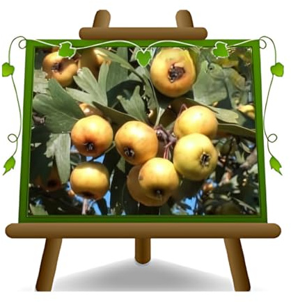 Azarolen gelb auf Blumentopf alte Frucht 26 Obstpflanze Baum max 170 cm - Anbau Italien