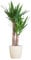 BloomPost Yucca Elephantipes + Topf - 75-85 cm - Zimmerpflanze - Pflegeleicht - Einfach zu züchten - Pflanze für das Heimbüro - Perfekt für saubere Luft - Topf enthalten