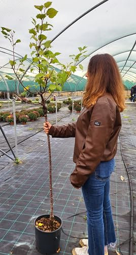 POWERS TO FLOWERS - PIANTA DI MELO, MELA RENETTA, VASO 20CM DIAMETRO, ALTEZZA 160CM, pianta vera