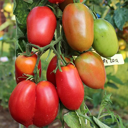 Rote Zora Tomate 10 Bio-Samen - robuste Freilandtomate