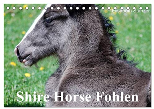 Shire Horse Fohlen (Tischkalender 2025 DIN A5 quer), CALVENDO Monatskalender