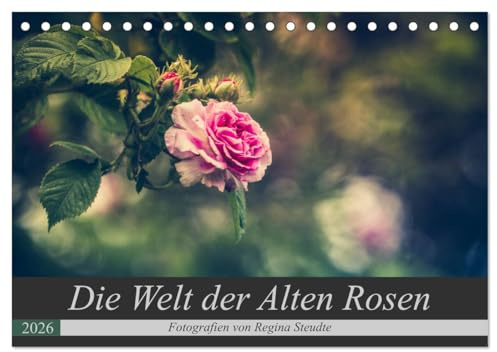 Die Welt der Alten Rosen (Tischkalender 2026 DIN A5 quer), CALVENDO Monatskalender: Malerische Fotografien von alten Rosensorten. (CALVENDO Natur)