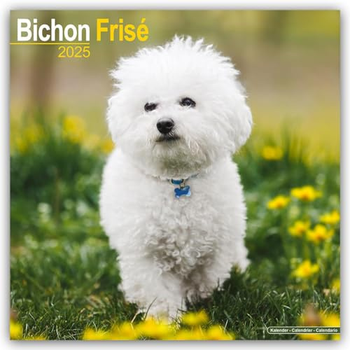 Bichon Frisé - Gelockter Bichon 2025- 16-Monatskalender: Original Avonside-Kalender [Mehrsprachig] [Kalender] (Wall-Kalender)