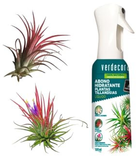 Verdecora Tillandsia Roja + Abono Hidratante Tillandsias | Tillandsia Ionantha Rodd | Planta de Aire | Planta Natural de interior | No necesita tierra | 2 UNIDADES