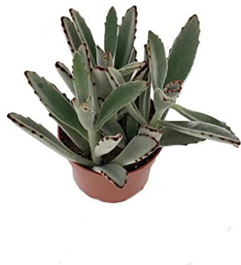 Planta Orejas de Gato Kalnchoe Especie Tomentosa Planta Viva