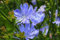 Graines de fleurs de chicorée bleue paquet de 100 graines
