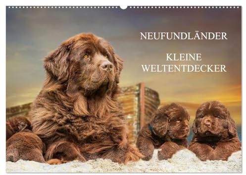 Neufundländer - Kleine Weltentdecker (Wandkalender 2026 DIN A2 quer), CALVENDO Monatskalender: Lassen Sie sich von entzückenden 3-7 Wochen alten Neufundländerwelpen verzaubern (CALVENDO Tiere)