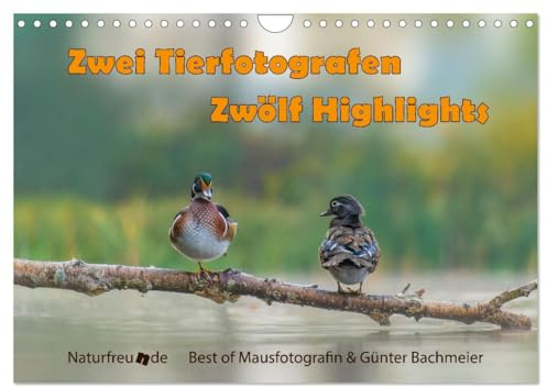 Zwei Tierfotografen Zwölf Highlights (Wandkalender 2026 DIN A4 quer), CALVENDO Monatskalender: Zwei leidenschaftliche Tierfotografenfreunde begleiten ... Tierbildern durch´s Jahr. (CALVENDO Tiere)