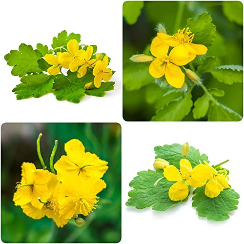 schöllkraut pflanze kaufen,Johanniskraut samen,Chelidonium majus,deko büro winterfeste pflanzen für balkon deko pflanze küchenkräuter winterharte balkonpflanzen 100 Stück