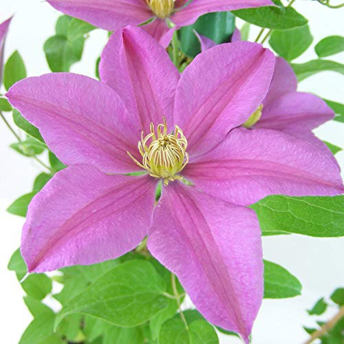 Potted Hardy Plant Clematis, Easy to Grow Climbing Plants, Large Pink Flowers in Summer, Gardens, Pergolas and Arches, 1 x Clematis Sally Plant in a 3 Litre Pot by Thompson & Morgan