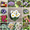 primeln winterhart samen balkon pflanze blumen deko winterhart balkonblumen balkon pflanzen winterfest bienen wiese mehrjährige blumenwiese samen garten pflanzen winterharte 400pcs