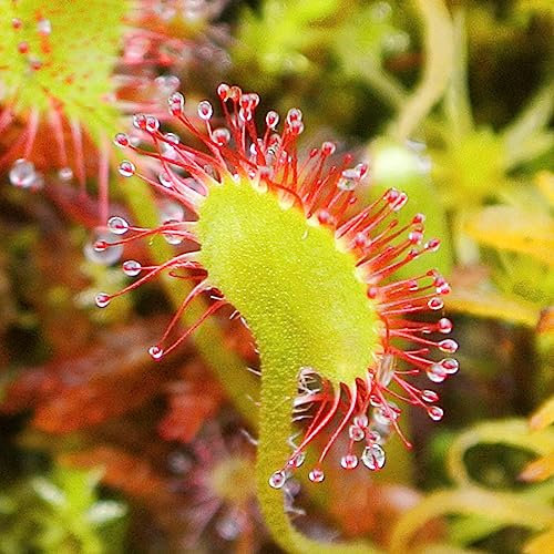 Sundew Drosera Rotundifolia Rare Carnivorous Plant Houseplant Seeds - 5 House Plant Seeds