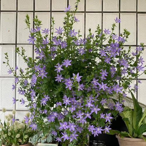 1000 Pezzi Semi Resistenti Di Campanula - Campanula Media - Balcone Fiorito, Regali Da Giardino Per Le Donne Semi Di Campanula, Semi Aiuola, Piante Esotiche Resistenti Semi Di Fiori