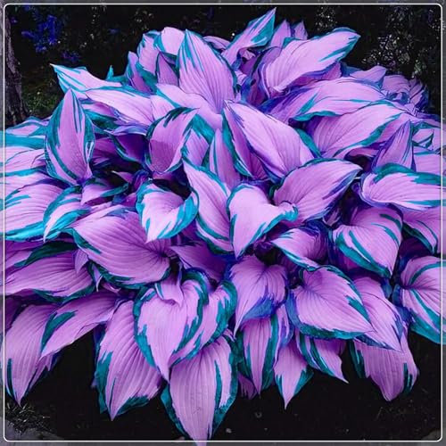 Excellent Display, Easy to Plant, Wedding Flowers, Hostas for Planting,Greening Flower,Hosta Rhizome，Flowering Rhizome, Fall or Spring Planting -4 Bulbs-E