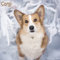 Welsh Corgi 2023 - 16-Monatskalender: Original Avonside-Kalender [Mehrsprachig] [Kalender] (Wall-Kalender)