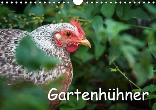 Gartenhühner (Wandkalender 2016 DIN A4 quer): Portraits von glücklichen Hühnern (Monatskalender, 14 Seiten ) (CALVENDO Tiere)