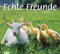 tm Bildkalender Echte Freunde 2011